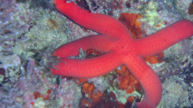 Unusual star fish Yoga Rocks retreat snorkelling near Triopetra